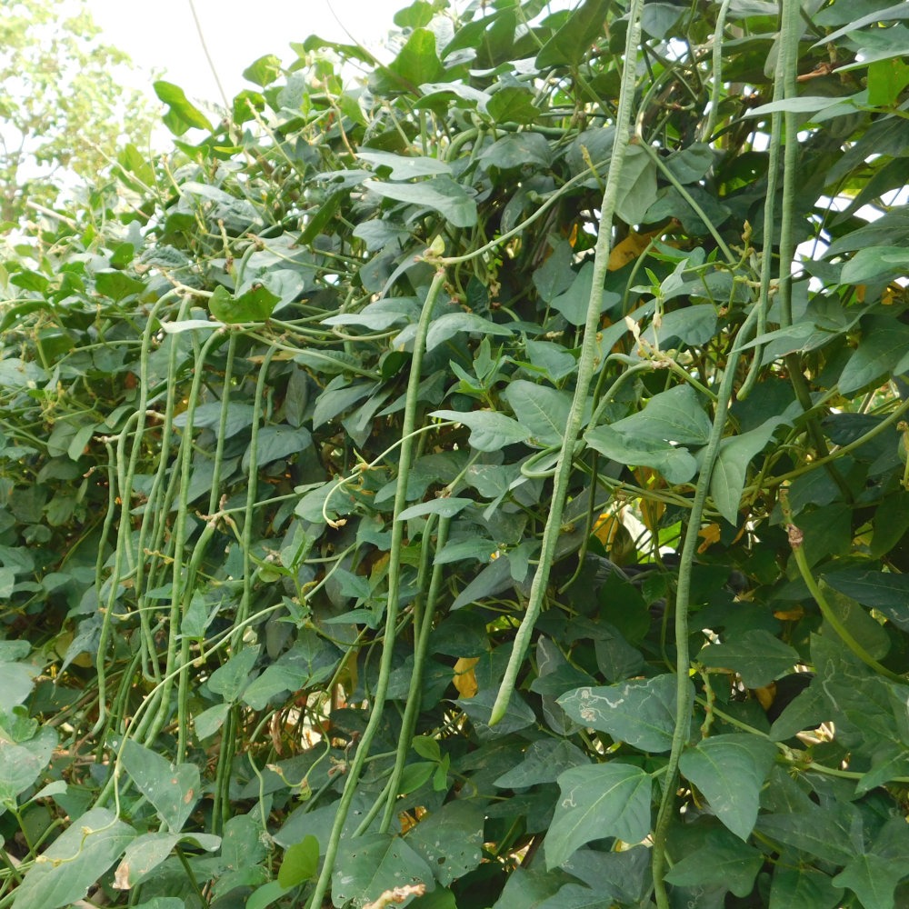 imgi_507_French-Bean-Yard-Long-1-1.jpg